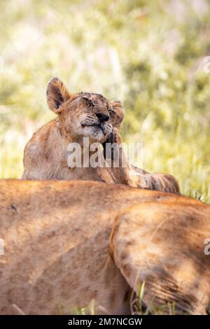 Afrikanische Löwen (Panthera leo), Löwin, die mit ihren Jungen im Gras der Savanne liegt, sich selbst kratzen, Tsavo West Nationalpark, Taita Hills, Kenia, Afrika Stockfoto