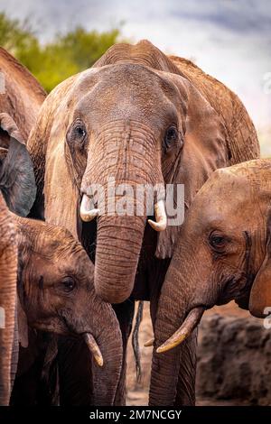 Drei Elefantenherden Loxodonta africana stehen dicht beieinander, Tsavo West-Nationalpark, Kenia, Afrika Stockfoto