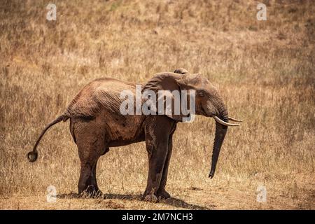 Die berühmten roten Elefanten Loxodonta africana aus der Savanne des Tsavo East Nationalparks, Kenia, Afrika Stockfoto