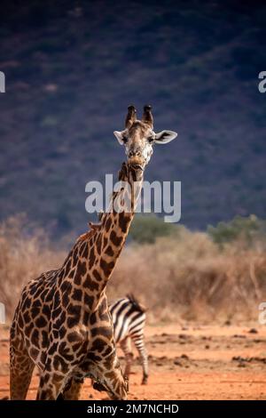 Maasai Giraffe, Giraffa Tippelskirchi ( camelopardalis ) nach dem Trinken am Wasserloch. Mit Vögeln, Maden hacken Stars am Hals, Tsavo West, Kenia, Afrika Stockfoto