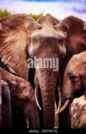 Drei Elefantenherden Loxodonta africana stehen dicht beieinander, Tsavo West-Nationalpark, Kenia, Afrika Stockfoto