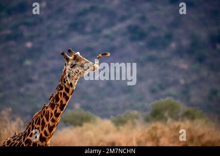 Maasai Giraffe, Giraffa Tippelskirchi ( camelopardalis ) nach dem Trinken am Wasserloch. Mit Vögeln, Maden, die Stare am Hals hacken und vor ihrem Gesicht fliegen, Tsavo West, Kenia, Afrika Stockfoto