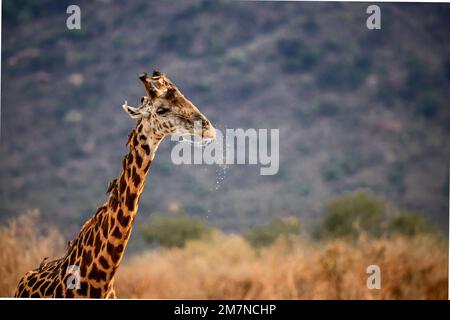 Maasai Giraffe, Giraffa Tippelskirchi ( camelopardalis ) nach dem Trinken am Wasserloch. Mit Vögeln, Maden hacken Stars am Hals, Tsavo West, Kenia, Afrika Stockfoto