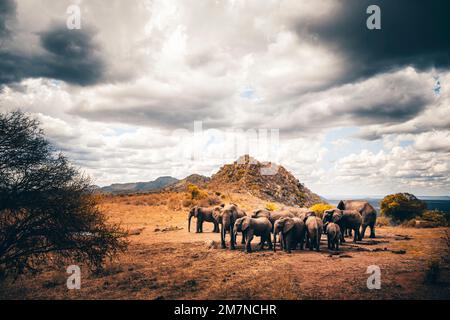 Eine Elefantenherde Loxodonta africana steht um ein Wasserloch, das in der Landschaft des Nationalparks Tsavo West, Kenia, Afrika, trinkt Stockfoto