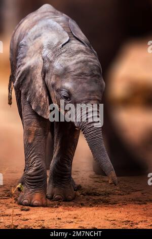 Der süße kleine afrikanische Baby-Elefant Loxodonta africana versteckt sich und sucht Schutz zwischen den Beinen seiner Herde. Tsavo West Nationalpark, Taita Hills, Kenia, Afrika Stockfoto