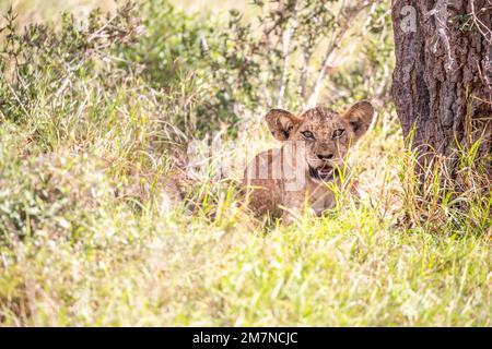 Der junge afrikanische Löwe Panthera Leo liegt im Gras der Savanne. Tsavo West Nationalpark, Taita Hills, Kenia, Afrika Stockfoto