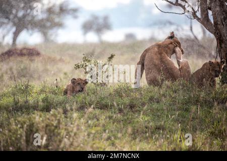 Afrikanische Löwen (Panthera leo), Löwin, die mit ihren Jungen im Gras der Savanne liegt, sich selbst kratzen, Tsavo West Nationalpark, Taita Hills, Kenia, Afrika Stockfoto