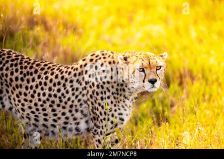 Afrikanischer Gepard, Acinonyx jubatus im Morgenlicht der Savanne des Tsavo West Nationalparks, Taita Hills, Kenia, Afrika Stockfoto