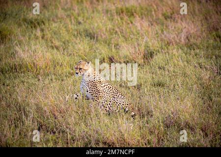 Afrikanischer Gepard, Acinonyx jubatus im Morgenlicht der Savanne des Tsavo West Nationalparks, Taita Hills, Kenia, Afrika Stockfoto