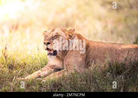 Afrikanischer Löwe, Panthera Leo, liegt im Gras der Savanne. Tsavo West Nationalpark, Taita Hills, Kenia, Afrika Stockfoto