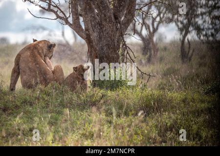 Afrikanische Löwen (Panthera leo), Löwin, die mit ihren Jungen im Gras der Savanne liegt, sich selbst kratzen, Tsavo West Nationalpark, Taita Hills, Kenia, Afrika Stockfoto