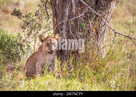 Junger afrikanischer Löwe, Panthera Leo, sitzt im Gras der Savanne an einem Baum. Tsavo West Nationalpark, Taita Hills, Kenia, Afrika Stockfoto