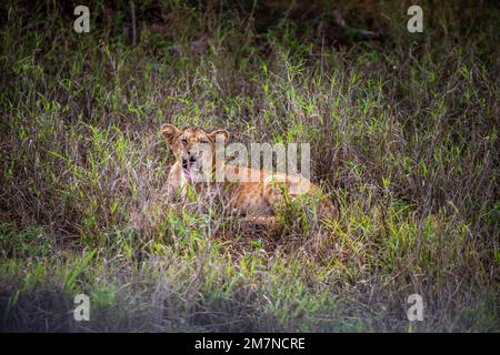 Löwe, Löwenjunges, Panthera leo, der im Gras der Savanne liegt. Safari durch Tsavo West National Park, Taita Hills, Tsavo, Kenia, Afrika. Stockfoto