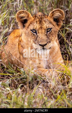 Babylion, Löwe, Panthera leo auf Safari. Im Gras der Savanne des Tsavo West Nationalparks, Taita Hills, Tsavo, Kenia, Afrika Stockfoto