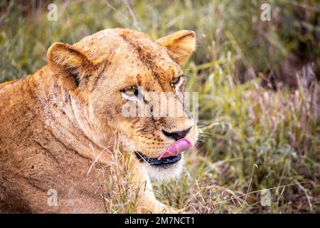 Ein Löwe, Löwe, panthera leo, der in der Savanne liegt und ruht. Safari im Tsavo West Nationalpark, Taita Hills, Tsavo, Kenia Stockfoto