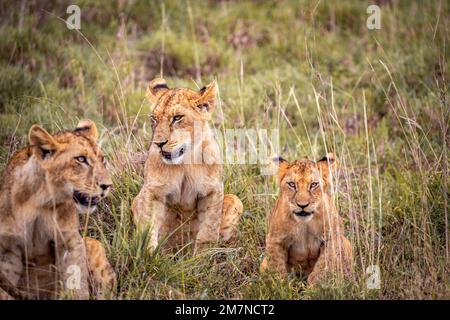 Löwenfamilie, Löwen im Gras der Savanne. Wir haben eine Safari durch den Tsavo West Nationalpark, Taita Hills, Tsavo, Kenia, Afrika gemacht Stockfoto