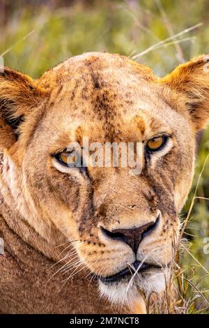 Ein Löwe, Löwe, panthera leo, der in der Savanne liegt und ruht. Safari im Tsavo West Nationalpark, Taita Hills, Tsavo, Kenia Stockfoto