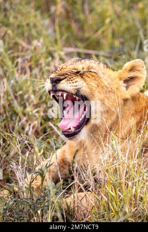 Babylion, Löwe, Panthera leo auf Safari. Im Gras der Savanne des Tsavo West Nationalparks, Taita Hills, Tsavo, Kenia, Afrika Stockfoto