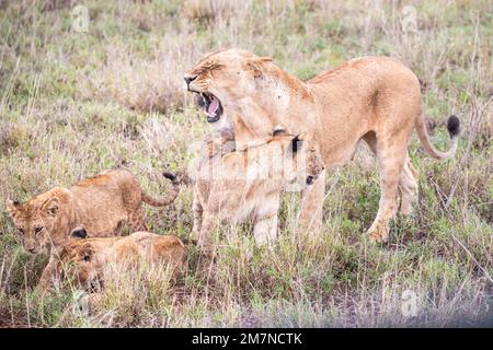 Löwenfamilie, Löwen im Gras der Savanne. Wir haben eine Safari durch den Tsavo West Nationalpark, Taita Hills, Tsavo, Kenia, Afrika gemacht Stockfoto