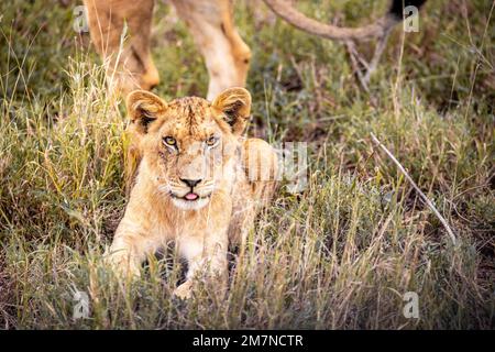 Babylion, Löwe, Panthera leo auf Safari. Im Gras der Savanne des Tsavo West Nationalparks, Taita Hills, Tsavo, Kenia, Afrika Stockfoto