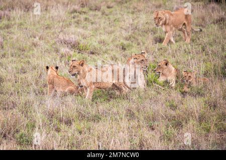 Löwenfamilie, Löwen im Gras der Savanne. Wir haben eine Safari durch den Tsavo West Nationalpark, Taita Hills, Tsavo, Kenia, Afrika gemacht Stockfoto