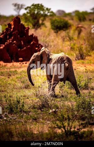 Roter Elefant, in der Savanne des Tsavo West Nationalparks, Kenia, Afrika Stockfoto