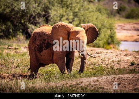 Roter afrikanischer Elefant, Loxodonta africana auf Safari im Tsavo West Nationalpark, Taita Hills, Tsavo, Kenia, Afrika Stockfoto