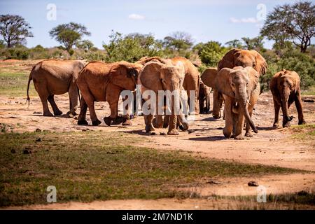 Herde roter Elefanten, Loxodonta africana auf Safari in Tsavo West National, Taita Hills, Tsavo, Kenia, Kenia. Stockfoto