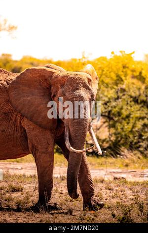 Roter Elefant, in der Savanne des Tsavo West Nationalparks, Kenia, Afrika Stockfoto