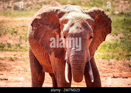 Roter Elefant, in der Savanne des Tsavo West Nationalparks, Kenia, Afrika Stockfoto