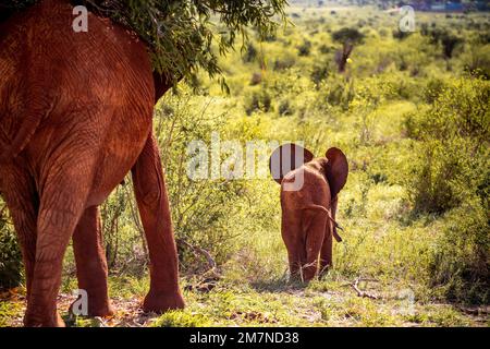 Herde roter Elefanten, Loxodonta africana auf Safari in Tsavo West National, Taita Hills, Tsavo, Kenia, Kenia. Stockfoto