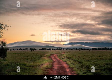 Morgenlandschaft in der Savanne des Tsavo West Nationalparks, Taita Hills, Tsavo, Kenia, Afrika Stockfoto