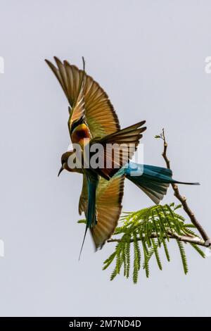 Blauschwanzfresser - Lufttanz Stockfoto