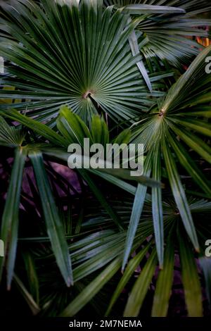 Fächerförmige Palmenblätter von chinesischer Hanfpalme Stockfoto