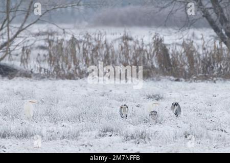 Meadow, Graureiher, großer Reiher, zusammen sitzen, Im Winter Stockfoto