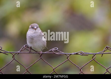 Spatz, Hausspatz, Passer domesticus, weiblich Stockfoto