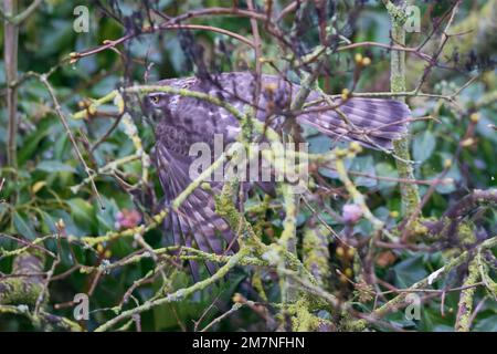 Sparrowhawk Accipiter nisus Stockfoto