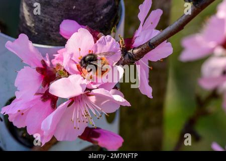 Deutschland, Rheinland-Pfalz, Südpfalz, Mandelblüten. Stockfoto