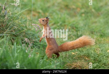 Rotes Eichhörnchen (sciurus vulgaris) auf dem Gras im herbst des vereinigten königreichs Stockfoto