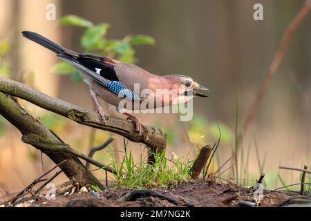 Eurasian jay, Garrulus glandarius auf einem Ast im Wald im Winter im vereinigten königreich Stockfoto