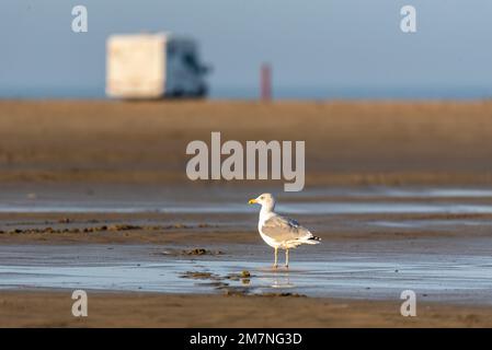 Seagull am Autostrand auf der Insel Rømø, Wohnmobil hinter dem Waddenmeer, Vadehavet-Nationalpark, Rømø, Syddanmark, Dänemark Stockfoto