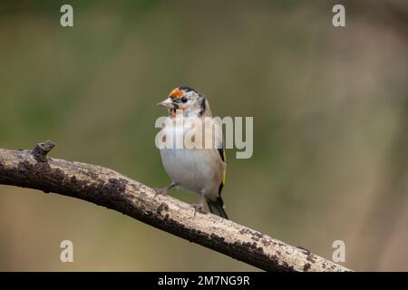 goldfinch, Carduelis carduelis, im Winter auf einer Filiale im vereinigten königreich Stockfoto