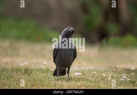 Jackdaw auf dem Gras im Garten im Sommer in großbritannien Stockfoto