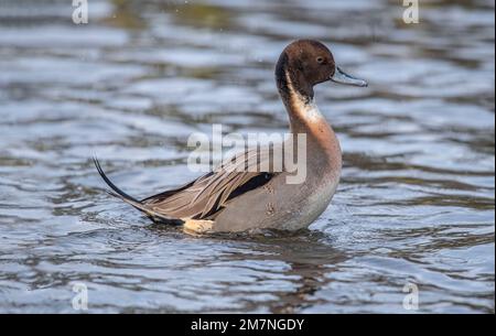 Pintail Ente, anas acuta, männlich, im Wasser, im Winter aus nächster Nähe in großbritannien Stockfoto