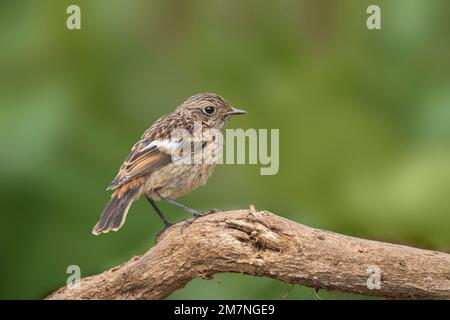 Stonechat, Saxicola rubicola, im Sommer auf einem Zweig im vereinigten königreich Stockfoto