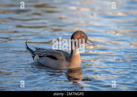 Pintail Duck, anas acuta, männlich, schwimmt im Wasser, im Winter aus nächster Nähe in großbritannien Stockfoto