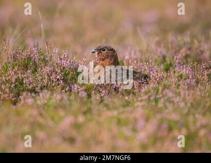 Rote Moorhühner, Lagopus lagopus, auf dem mit Heidekraut bedeckten Gras in großbritannien im Sommer Stockfoto