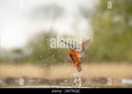 Kingfisher, alcedo, im Frühling aus dem Wasser in großbritannien Stockfoto