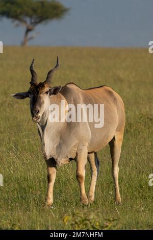 Glatteis (Taurotragus oryx), oder Südland oder Antilope, Masai Mara, Kenia Stockfoto