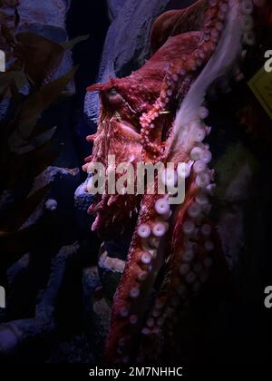 Ein vertikales Bild eines riesigen pazifischen Kraken unter Wasser im Dunkeln Stockfoto